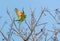 Cuban Parakeet in flight