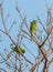 Cuban Parakeet playing on a tree