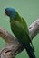 Cuban Parrot with Brilliant Green and Blue Feathers