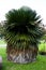 Cuban Petticoat Palm tree