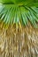 Cuban petticoat palm tree leaves