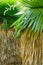 Cuban petticoat palm tree leaves and flower
