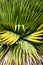 Cuban petticoate palm