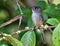 Cuban pewee (Contopus caribaeus)