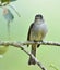 Cuban pewee (Contopus caribaeus)