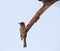 Cuban Pewee on dry branch