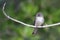 Cuban Pewee endemic bird, Contopus caribaeus