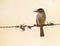 Cuban Pewee on a wire