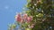 Cuban pink trumpet tree or Cuban pink, trumpet tree, Tabebuia sp. pallida var., on a sky background