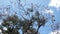 Cuban pink trumpet tree or Cuban pink, trumpet tree, Tabebuia sp. pallida var., on a sky background, Cuba, Sancti Spiritus