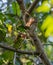 Cuban Pygmy Owl on a branch