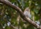 Cuban Pygmy Owl on a branch