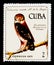 Cuban Pygmy Owl (Glaucidium siju), 100th ann. of death of R. de La Sagra serie, circa 1971