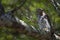 Cuban Pygmy-owl. Glaucidium siju