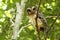 Cuban pygmy owl sitting on a tree in the forest close-up portrait