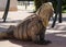 The Cuban rock iguana close up.