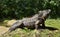 Cuban rock iguana (Cyclura nubila)