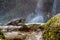 Cuban rock iguana (Cyclura nubila) in the forest beside a water fall.