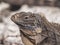 Cuban rock iguana (Cyclura nubile)