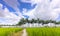 Cuban Royal Palm trees planted along a rural road