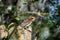 Cuban Screech-owl Gymnoglaux lawrencii at roost site