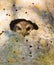 Cuban Screech Owl looking from a hole