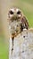 Cuban Screech-owl in Tree Hole