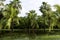 Cuban swamp - Peninsula de Zapata National Park / Zapata Swamp, Cuba