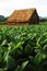 Cuban tabacco plantation in Vinales