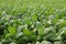 Cuban tabacco plantation in Vinales / Pinar del Rio