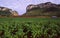 Cuban tabacco-plantation in Vinales / Pinar del Rio sourrounded