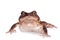 The cuban toad, Bufo empusus, on white