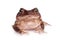 The cuban toad, Bufo empusus, on white