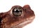The cuban toad, Bufo empusus, on white