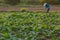 Cuban tobacco farmer working the soil on a field surrounded by green tobacco leaves