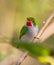 Cuban Tody on a branch