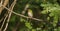 Cuban Tody on a branch