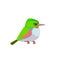 Cuban tody or jamaican tody. Exotic small tropical bird isolated on white cartoon vector illustration ornithology todus