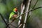 Cuban tody perched atop a tree branch in a scenic and verdant park.