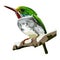 Cuban tody Todus multicolor bird illustration