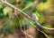 Cuban Tody under the sunshine