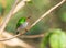 Cuban Tody under the sunshine