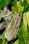 Cuban Tree Frog