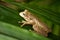 Cuban tree frog