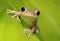 Cuban Tree Frog on Backlit Green Leaf