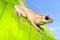 Cuban Tree Frog on Backlit Green Leaf