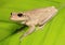 Cuban Tree Frog on Backlit Green Leaf