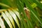 Cuban tree frog climbing