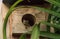 Cuban tree frog Osteopilus septentrionalis peers out from the hole of a birdhouse