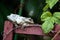 Cuban Tree Frog Osteopilus septentrionalis perches on a vine trellis